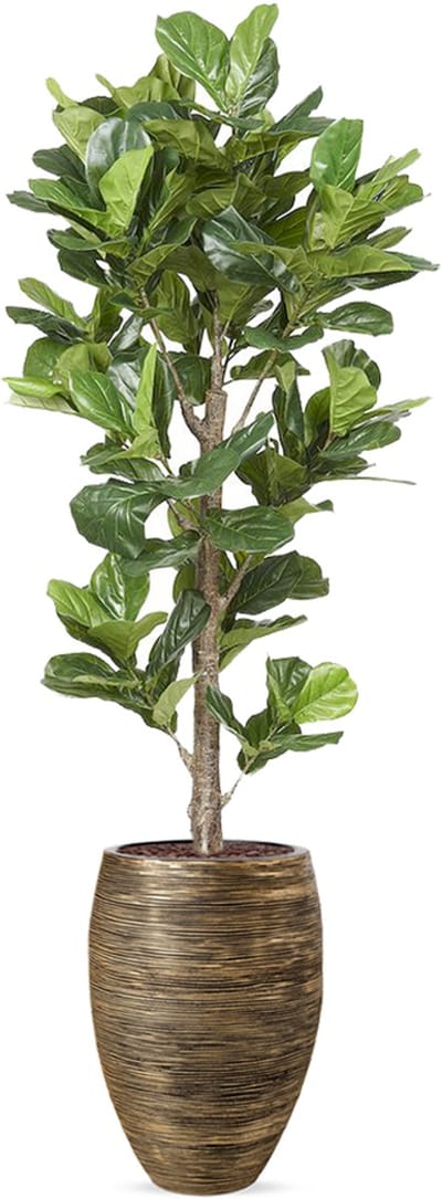 Kunstplant Ficus Lyrata in vaas elegant Rib zwartgoud H240 cm