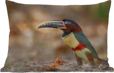 Buitenkussens - Tuin - Vogel - Toekan - Veren - Natuur - 50x30 cm