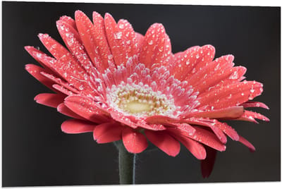 Dibond - Rode Bloem met Waterdruppels  - 90x60cm Foto op Aluminium (Met Ophangsysteem)