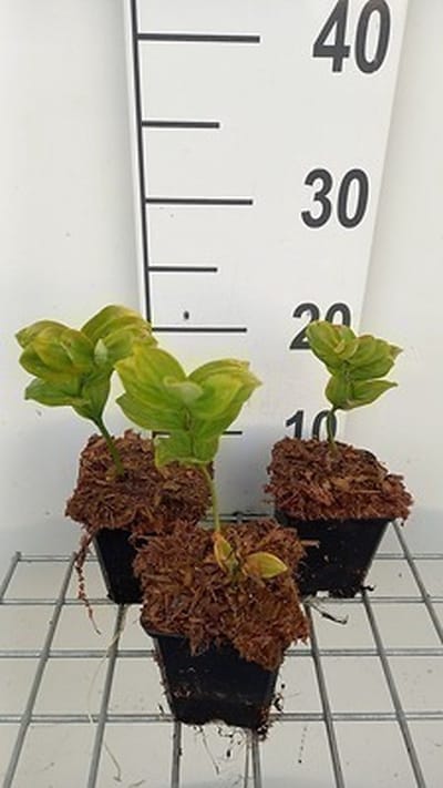 6x Salomonszegel - Polygonatum commutatum | 9x9 cm pot