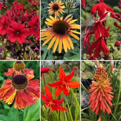 XL Borderpakket vaste planten: Vurige zomer - 18 stuks - 3m2 - P9 Pot (9 x 9cm) - Dima Vaste Planten