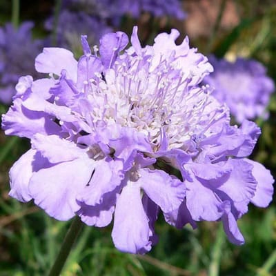 6 x Scabiosa Columbaria 'Butterfly Blue'  - Duifkruid pot 9x9cm