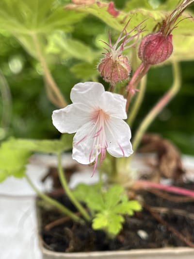6x Ooievaarsbek - Geranium macr. 'Spessart' | 9x9 cm pot