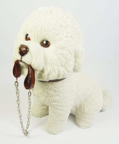 Leonardo Bichon Frise