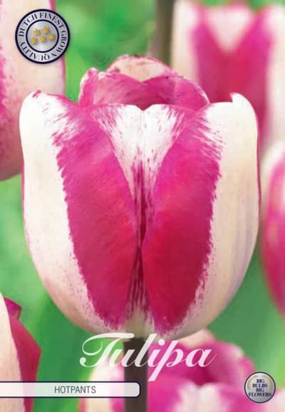 Hotpants Triumph Tulpenbollen Bolmaat 12+ 10 Bloembollen