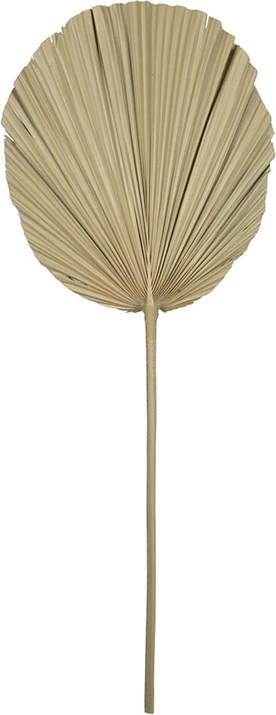 Palmblad/ tak - Gedroogd - 50x20cm - Mars & More