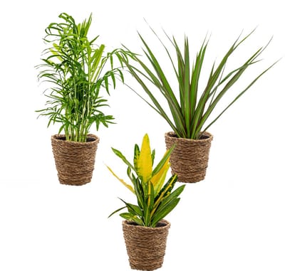 Bloomique - Set van 3 - Tropische kamerplanten mix Incl. Zeegras Mand – Luchtzuiverend – - 25-40 cm - Pot 12 cm - Hoogte 35-45 cm