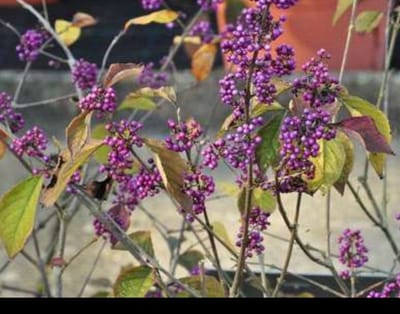 Callicarpa bodinieri 'Profusion' - Schoonvrucht 40- 60 cm in pot