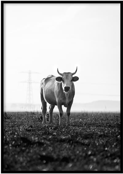 Poster Koe zwart-wit - 30x40cm met Fotolijst – Natuur Poster – Ingelijst