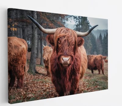 Saammp Canvas Schilderij Schotse Hooglander Koe - Dieren - Natuur - 60x40 - Foto op canvas - Wanddecoratie - muurdecoratie Woonkamer - Slaapkamer decoratie - Canvas Print