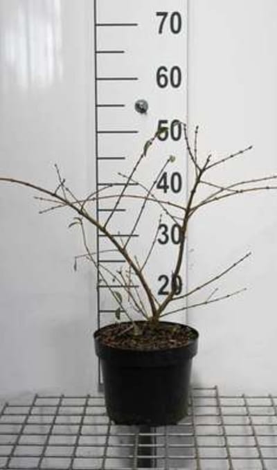 2 x Ligustrum obtus. 'Massif' - Ligustrum 25- 30 cm in pot