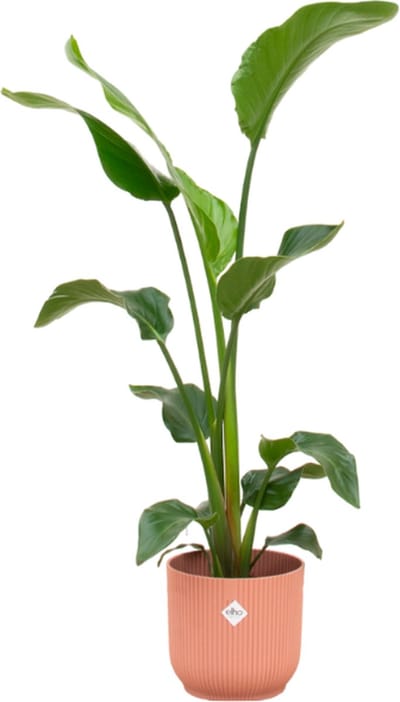 Plantenboetiek.nl | Strelitzia Nicolai inclusief elho Vibes Fold Round roze - Ø22cm - 90-100cm hoog - Kamerplant - Complete set - Plant met pot