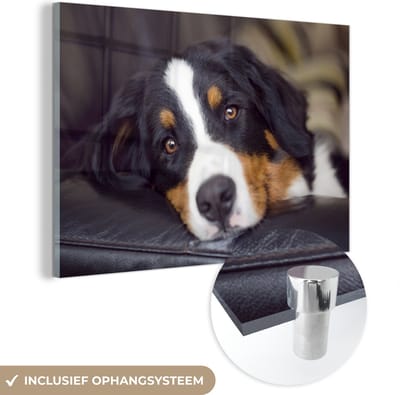 ® Glasschilderij 180x120 cm - Schilderij acrylglas - Een Berner Sennenhond liggend op de bank - Foto op glas - Muurdecoratie woonkamer - Wanddecoratie slaapkamer - Schilderijen