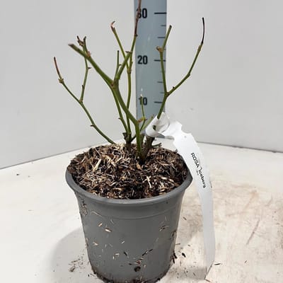 Rosa 'Iceberg' ® - Roos | 10-15 cm in pot