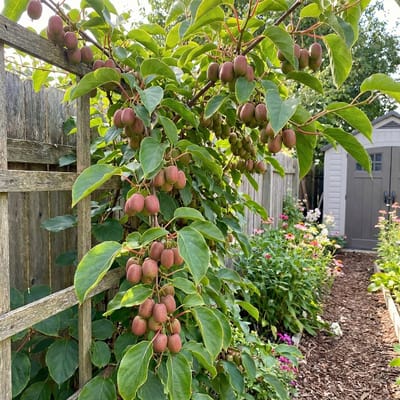 Bloomique - Actinidia Arguta Issai 'Ken's Red' - Rode Kiwibes - Fruitplanten - Tuinplanten - Winterhard - Hoogte 50-70 cm - Pot 15 cm