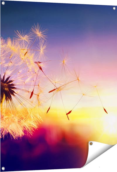 Gards Tuinposter Paardenbloem tijdens Zonsondergang - 80x100 cm - Tuindoek - Tuindecoratie - Wanddecoratie buiten - Tuinschilderij