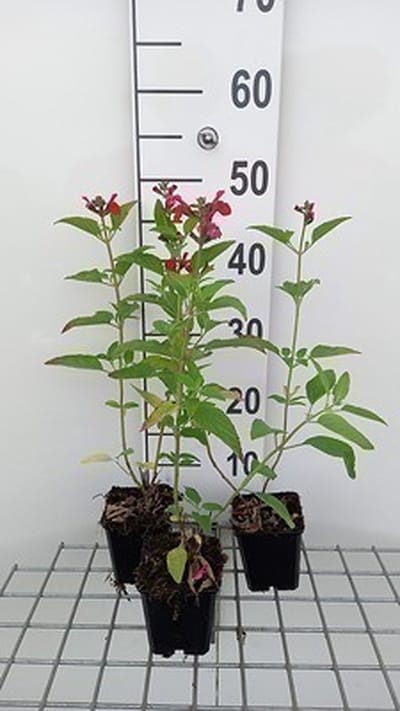 6x Struiksalie - Salvia microphylla (grahamii) | 9x9 cm pot