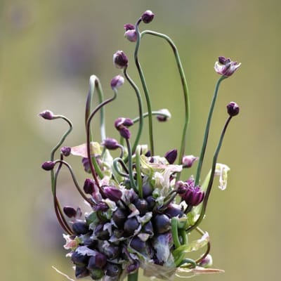 6x Allium scorodoprasum Pot 9x9cm – Mooie sierui met decoratieve bloemen