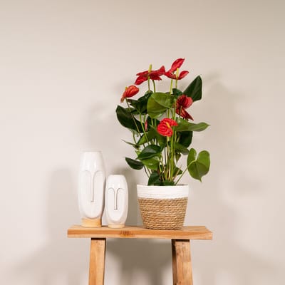 Anthurium Red - Ø17cm - 55cm