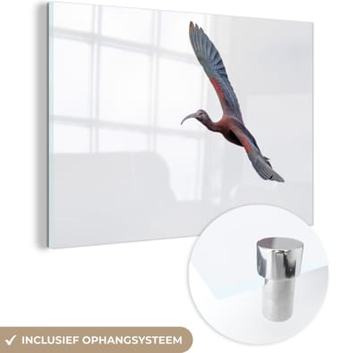 ® Glasschilderij 180x120 cm - Schilderij acrylglas - Vliegende Japanse kuifibis - Foto op glas - Muurdecoratie woonkamer - Wanddecoratie slaapkamer - Schilderijen
