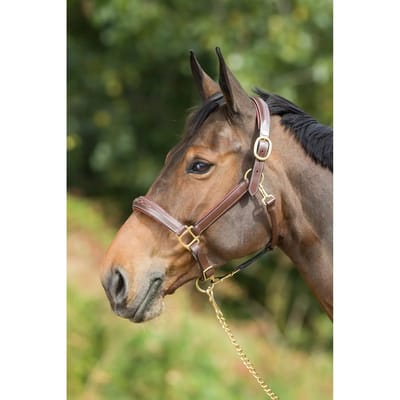 Halsband voor paard HFI X-Full