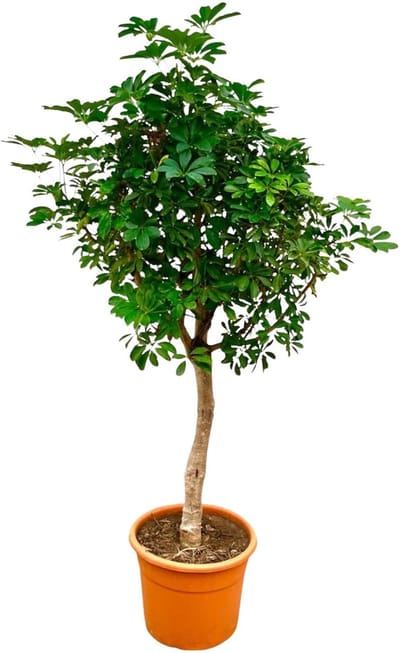 Onderhoudsvriendelijke kamerplant Schefflera op stam | Groene vingerboom binnen 200cm hoog - ø40cm