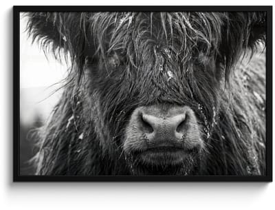Poster in lijst - Fotolijst 90x60 cm - Posters - Schotse hooglander - Zwart - Wit - Sneeuwvlokken - Posterlijst zwart - Decoratie - Wanddecoratie woonkamer - Muurdecoratie slaapkamer