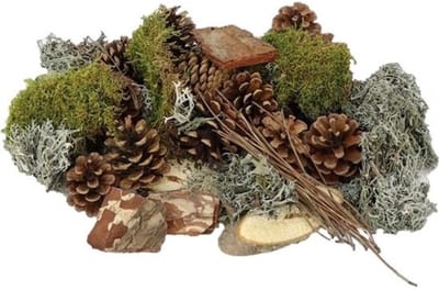 JUNAVERA Forest Mix XL mos en dennenappels | compleet pakket voor mos terrarium en decoratie 100% natuurlijk