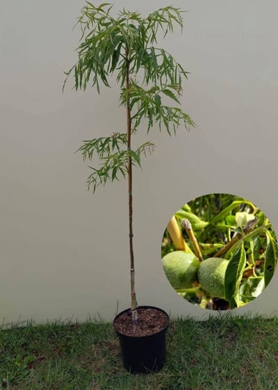 Jonge Fijnbladige Walnoot boom | Juglans regia 'Laciniata' | 60-80cm hoogte