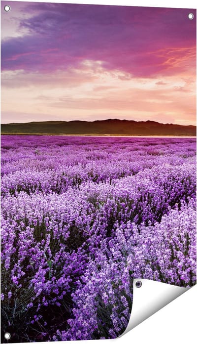 Gards Tuinposter Bloemenveld met Paarse Lavendel - Bloemen - 60x90 cm - Tuindoek - Tuindecoratie - Wanddecoratie buiten - Tuinschilderij