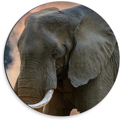 Dibond Wandcirkel - Olifant met Oranje Rook - 30x30cm Foto op Aluminium Wandcirkel (met ophangsysteem)
