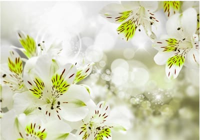 Fotobehangkoning - Behang - Vliesbehang - Fotobehang Schitterende Lelies - Lelie - Bloemen - Southern Princess - 150 x 105 cm
