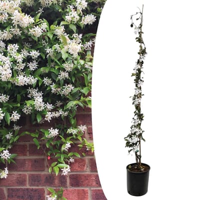 Plant in a Box - Trachelospermum jasminoides - Jasmijn XL - Winterharde klimplant - Pot 17cm - Hoogte 110-120cm