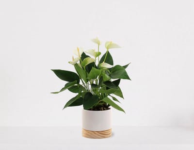 Anthurium Wit in sierpot Emma Wood wit – bloeiende kamerplant – flamingoplant – 40-50cm - Ø13 – geleverd met plantenpot – vers uit de kwekerij