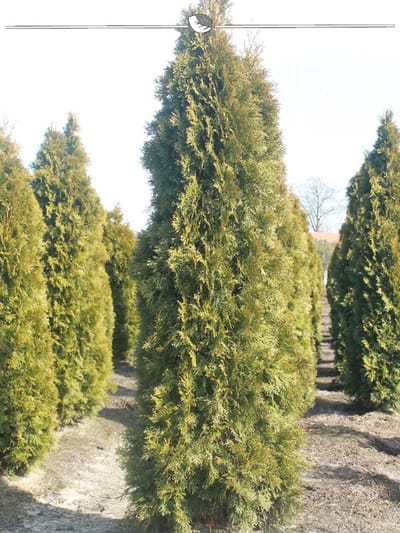 Westerse Levensboom Thuja Smaragd 160-180 cm in Pot, 3x Haagplant