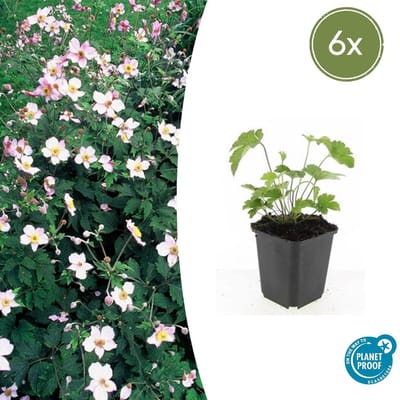 Tuinplantenshop.com | Anemone tom. 'Robustissima' | 6 stuks - Ø9cm - 10-25cm hoog - Tuinplant