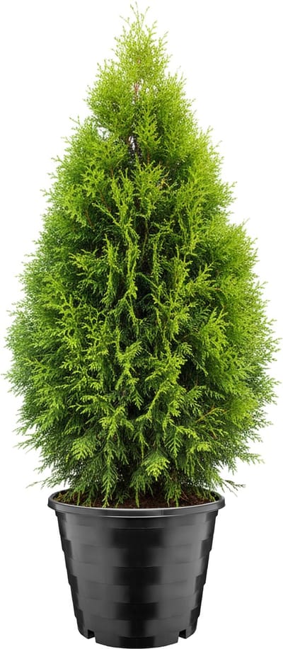 Garronda Vierkante kunststof bloempot met drainagegaten voor tuin (Zwart, Ø39 x 31 cm – 25 L) GD-KW-RSC