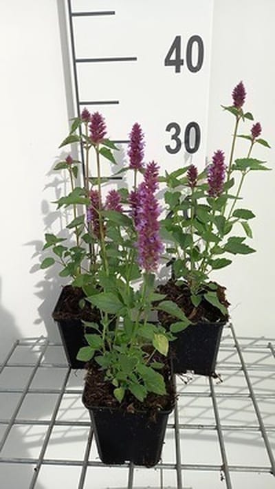 6x Dropplant - Agastache hybr. 'Beelicious Purple'® | 9x9 cm pot