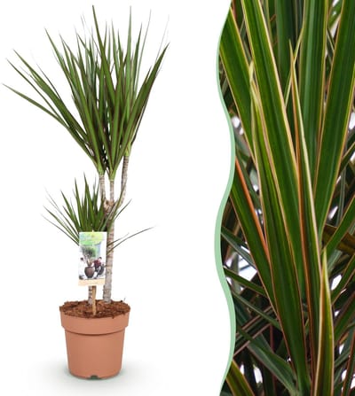 Plantenboetiek.nl | Green is... Dracaena Marginata - Drakenbloedboom - Weinig onderhoud - Groen - Ø17cm - 70-80cm hoog - Kamerplant - Groenblijvend