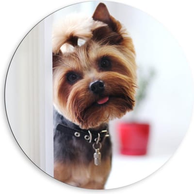Dibond Wandcirkel - Schattige Hondje Met Staartje - 80x80cm Foto op Aluminium Wandcirkel (met ophangsysteem)