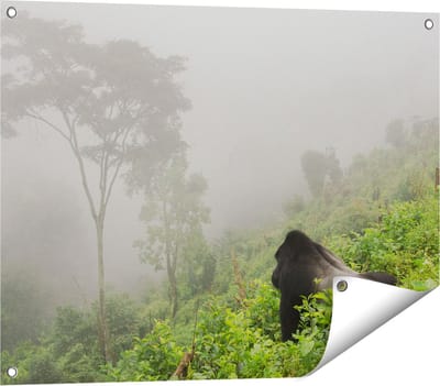 Gards Tuinposter Gorilla in het Woud tijdens de Mist - 80x60 cm - Tuindoek - Tuindecoratie - Wanddecoratie buiten - Tuinschilderij