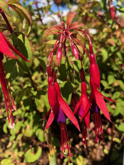 6 x Fuchsia magell. var. gracilis - Bellenplant - P9 Pot (9 x 9cm) - Dima Vaste Planten