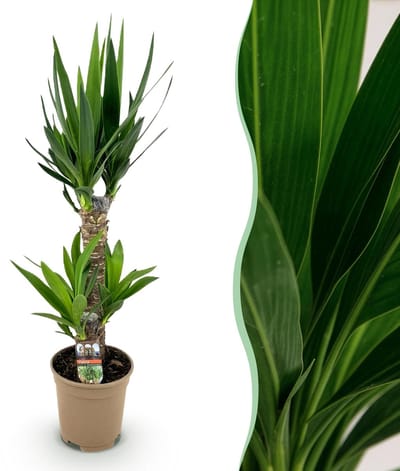 Plantenboetiek.nl | Yucca elephantipes - Yucca - Weinig onderhoud - Groen - Ø17cm - 65-75cm hoog - Kamerplant - Groenblijvend