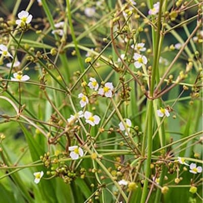 Moerings Alisma Lanceolata | Smalbladige Waterweegbree | In 18CM Mand Kant en Klaar