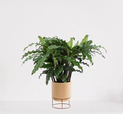 Calathea Blue Grass in luxe sierpot Emma Vanille – luchtzuiverende kamerplant – pauwenplant – living plant - ↕35-45cm - Ø13 – geleverd met plantenpot – vers uit de kwekerij