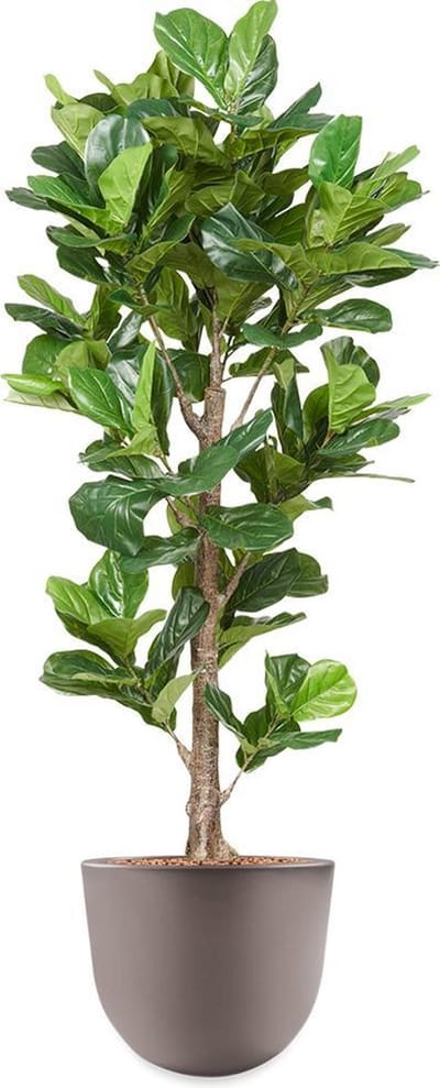HTT - Kunstplant Ficus Lyrata in Eggy taupe H200 cm