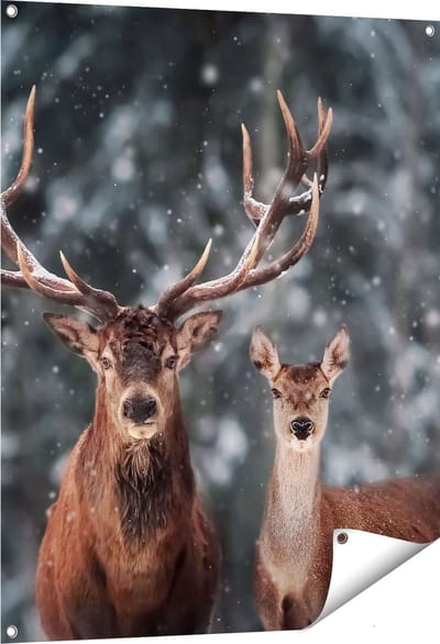 Gards Tuinposter Twee Herten met Sneeuw - 80x100 cm - Tuindoek - Tuindecoratie - Wanddecoratie buiten - Tuinschilderij