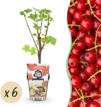 Plantenboetiek.nl | Rode Bes - Ribes rubrum Jonkheer van Tets - Winterhard - 6 Planten - Ø9cm - 15-25cm hoog - Tuinplant