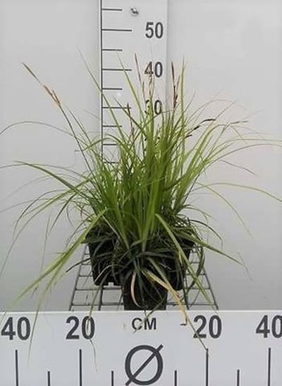 6x Zegge - Carex osh. J.s. Greenwell' | 9x9 cm pot