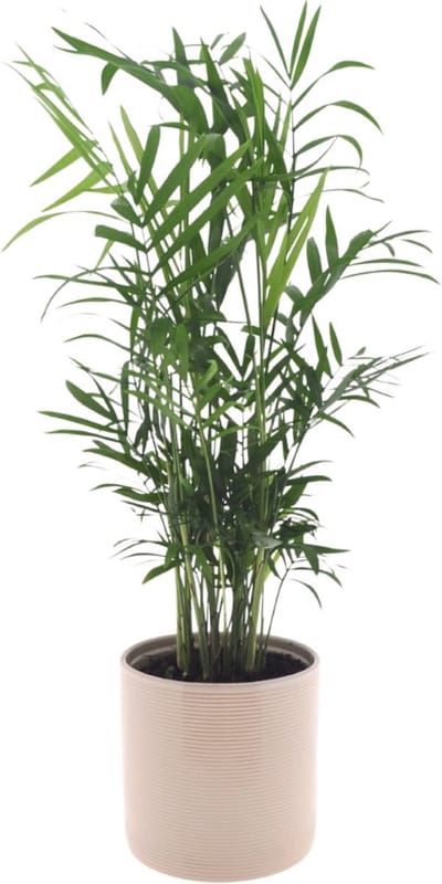Chamaedorea Elegans | 35cm | met Off White keramieken pot
